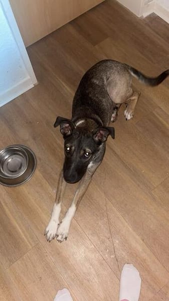 Bella sucht dringend neues Für-immer-Zuhause (I)