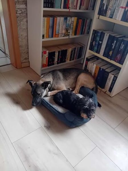 Bella sucht dringend neues Für-immer-Zuhause (I)