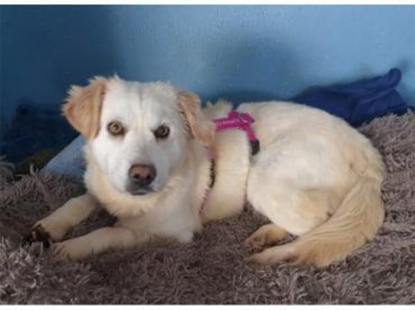 Kokoro - wartet in 59199 Bönen