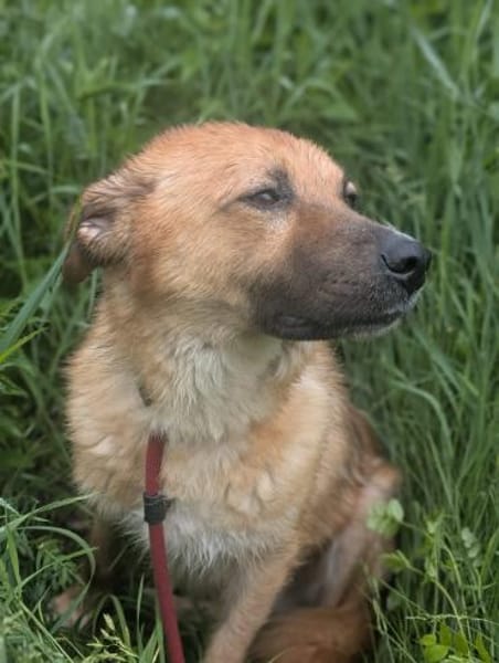 Dein neuer Begleiter