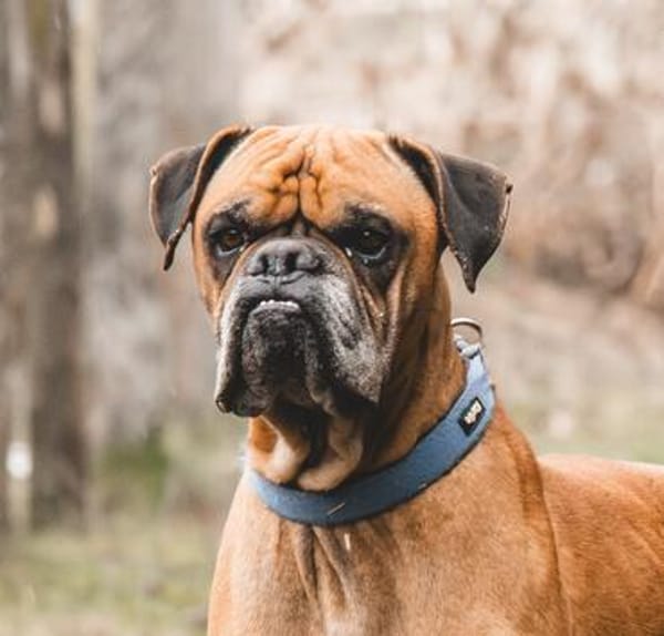 Boxerjunge Maison wartet  schon so lange auf Dich!