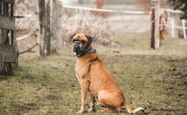 Boxerjunge Maison wartet  schon so lange auf Dich!