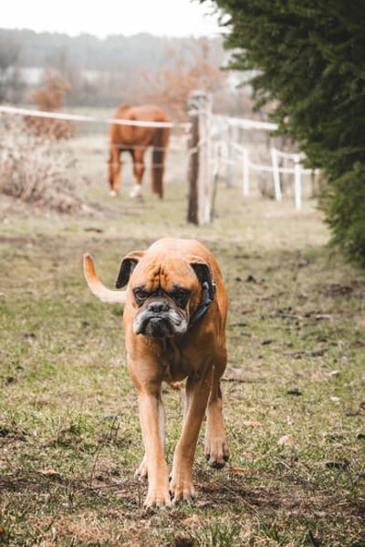 Boxerjunge Maison wartet  schon so lange auf Dich!