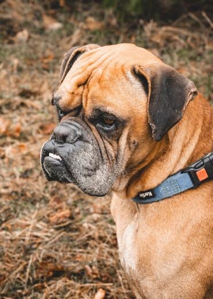 Boxerjunge Maison wartet  schon so lange auf Dich!