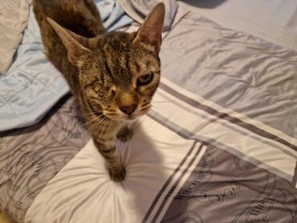 ❤ Greta sucht ihr Für-immer-Zuhause ❤