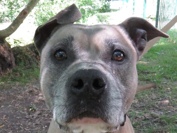 MIKE