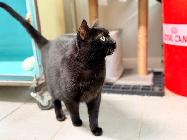 MIKO (FIV+)