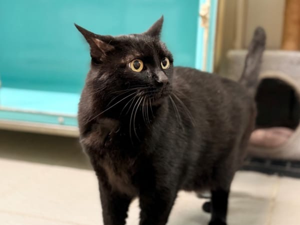 MIKO (FIV+)