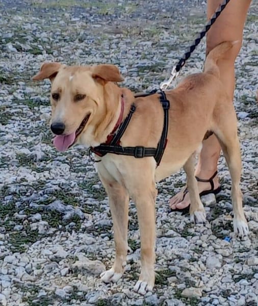 Kiko mâle Berger Créole