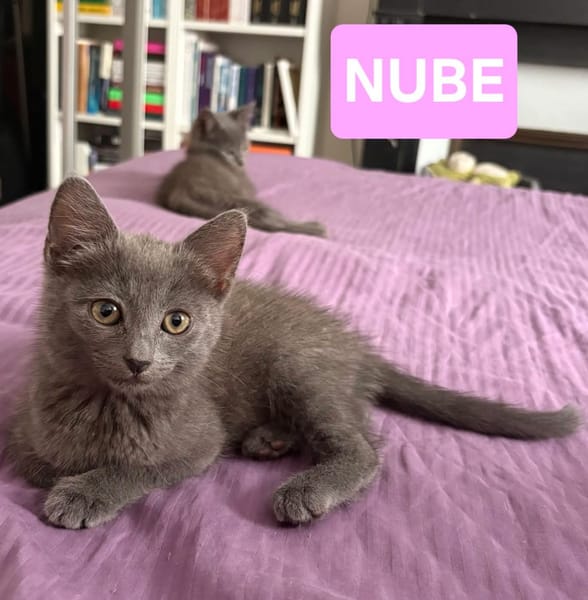 NUBE ET NUIAQ À ADOPTER ENSEMBLE OU SEUL SI DÉJÀ UN CHAT PRÉSENT CHEZ VOUS