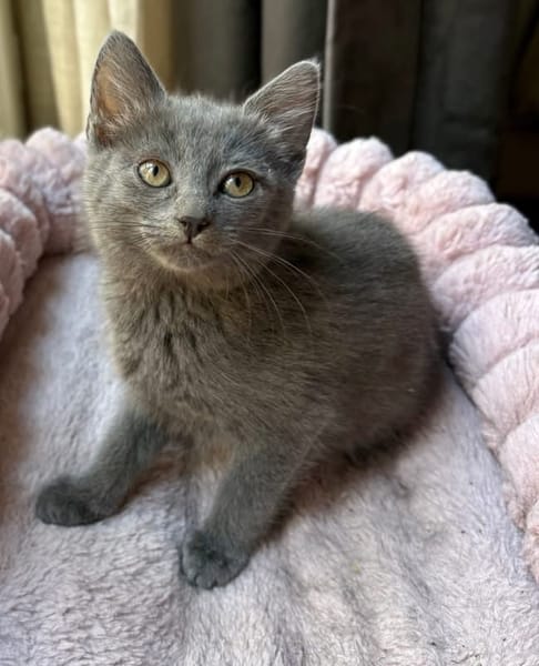 NUBE ET NUIAQ À ADOPTER ENSEMBLE OU SEUL SI DÉJÀ UN CHAT PRÉSENT CHEZ VOUS
