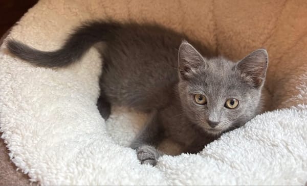 NUBE ET NUIAQ À ADOPTER ENSEMBLE OU SEUL SI DÉJÀ UN CHAT PRÉSENT CHEZ VOUS