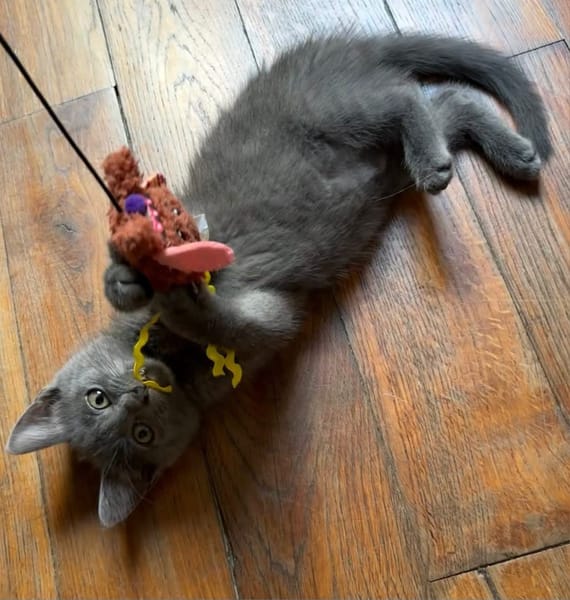 NUBE ET NUIAQ À ADOPTER ENSEMBLE OU SEUL SI DÉJÀ UN CHAT PRÉSENT CHEZ VOUS
