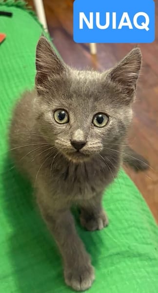 NUBE ET NUIAQ À ADOPTER ENSEMBLE OU SEUL SI DÉJÀ UN CHAT PRÉSENT CHEZ VOUS