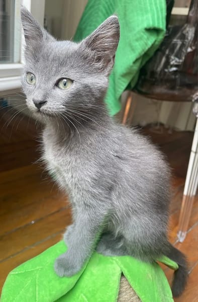 NUBE ET NUIAQ À ADOPTER ENSEMBLE OU SEUL SI DÉJÀ UN CHAT PRÉSENT CHEZ VOUS