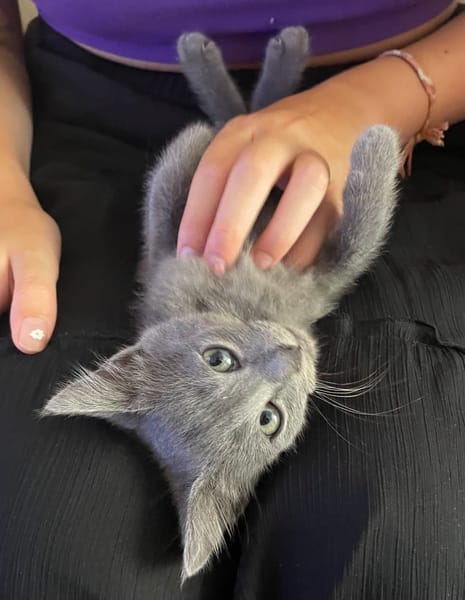 NUBE ET NUIAQ À ADOPTER ENSEMBLE OU SEUL SI DÉJÀ UN CHAT PRÉSENT CHEZ VOUS