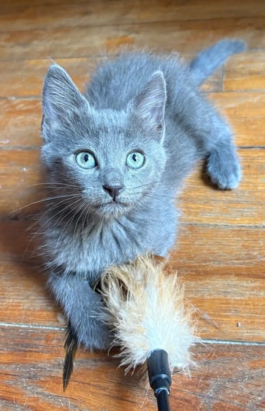NUBE ET NUIAQ À ADOPTER ENSEMBLE OU SEUL SI DÉJÀ UN CHAT PRÉSENT CHEZ VOUS