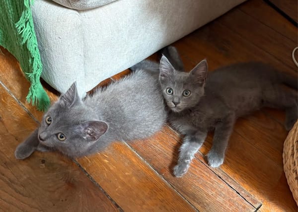 NUBE ET NUIAQ À ADOPTER ENSEMBLE OU SEUL SI DÉJÀ UN CHAT PRÉSENT CHEZ VOUS