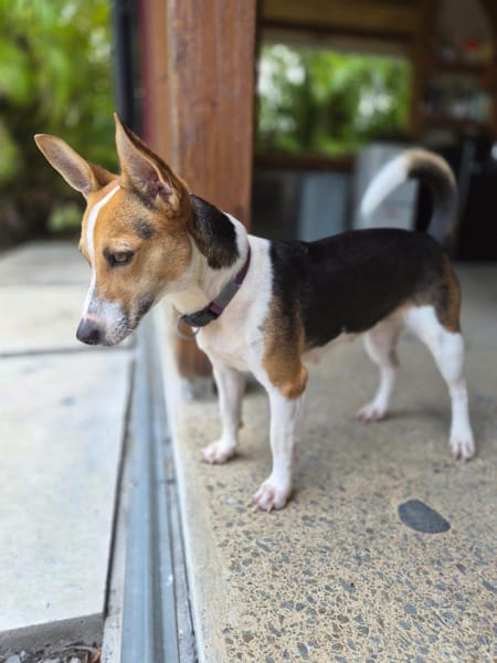 Mozaïk, Femelle, X Terrier Jack Russel, née le 01/12/2024 🐶