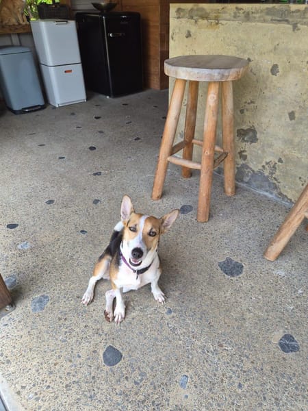 Mozaïk, Femelle, X Terrier Jack Russel, née le 01/12/2024 🐶