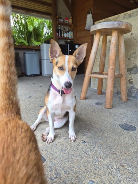 Mozaïk, Femelle, X Terrier Jack Russel, née le 01/12/2024 🐶