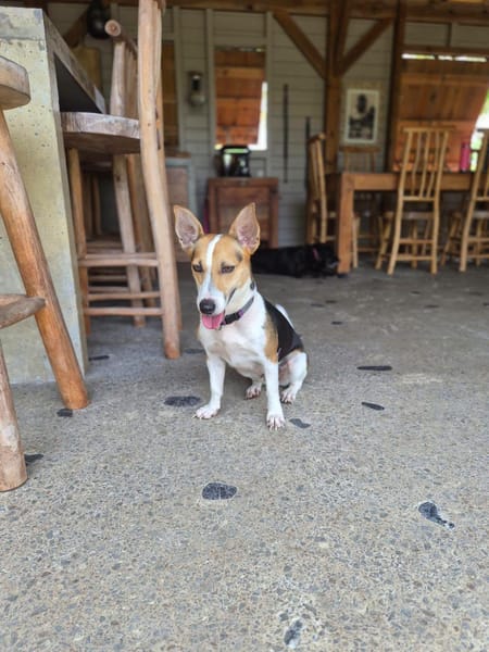 Mozaïk, Femelle, X Terrier Jack Russel, née le 01/12/2024 🐶