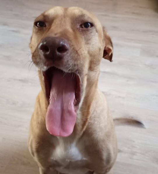 Fifi, mâle croisé berger, né le 15/06/2022 🐶