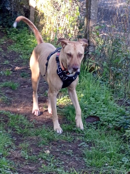 Fifi, mâle croisé berger, né le 15/06/2022 🐶