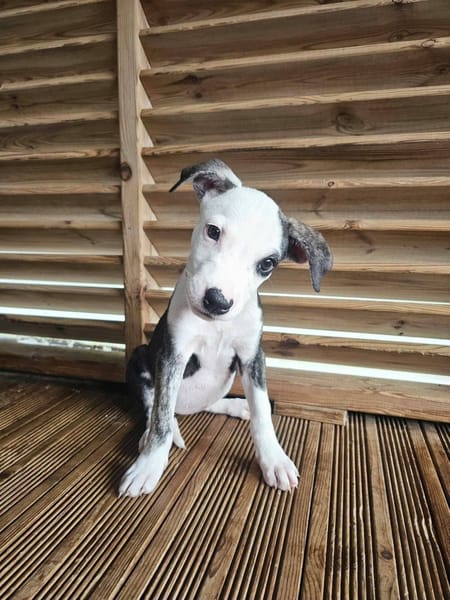 Tequila, Mâle, X Berger, né le 24/04/2026 🐶