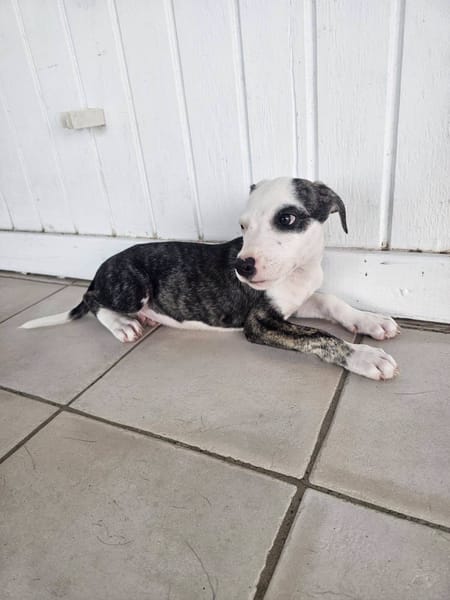 Tequila, Mâle, X Berger, né le 24/04/2026 🐶
