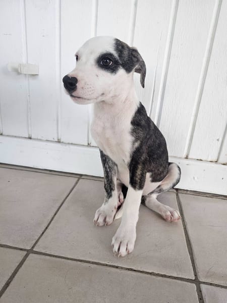 Tequila, Mâle, X Berger, né le 24/04/2026 🐶
