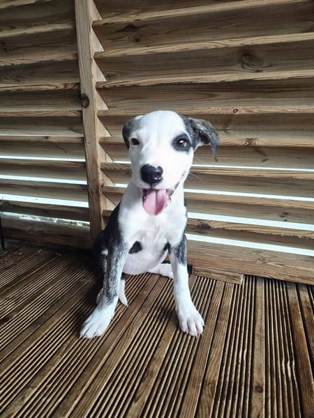 Tequila, Mâle, X Berger, né le 24/04/2026 🐶