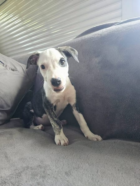 Tequila, Mâle, X Berger, né le 24/04/2026 🐶