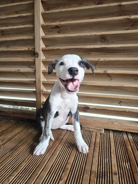 Tequila, Mâle, X Berger, né le 24/04/2026 🐶