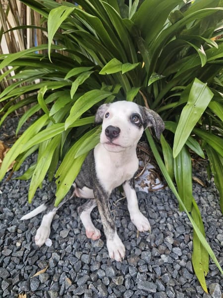 Tequila, Mâle, X Berger, né le 24/04/2026 🐶