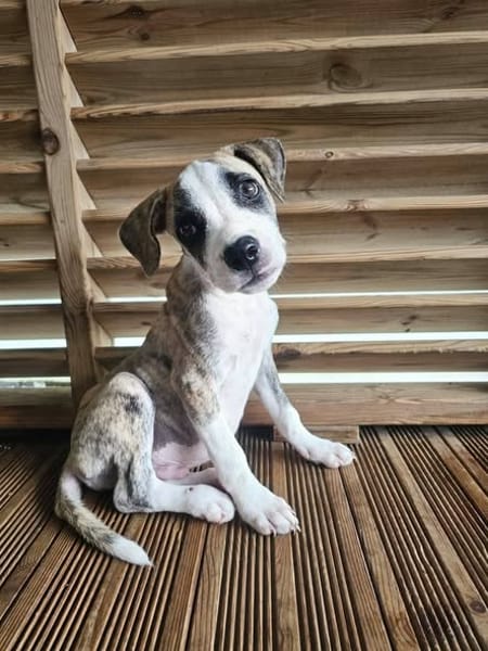 Sunrise, Mâle, X Berger, né le 24/04/2026 🐶