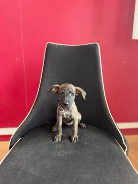Querida, Femelle, X Berger, née le 15/05/2026 🐶