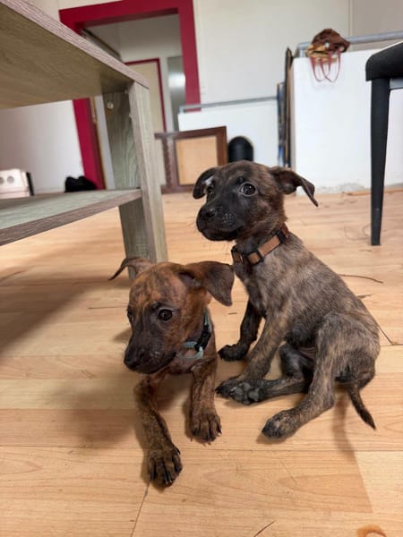 Querida, Femelle, X Berger, née le 15/05/2026 🐶