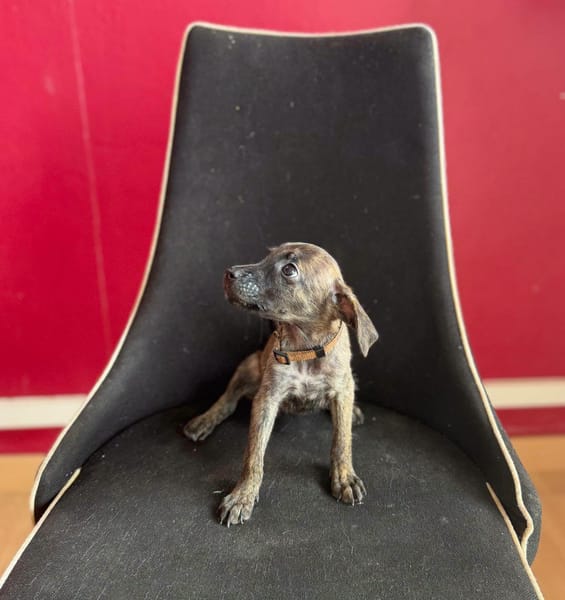 Querida, Femelle, X Berger, née le 15/05/2026 🐶
