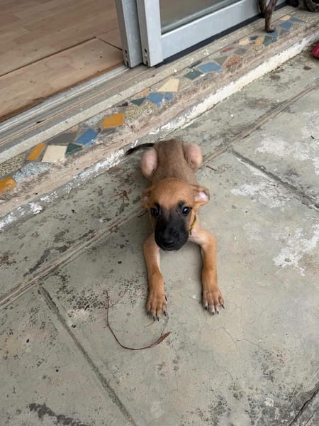 Nao, Mâle, X Berger, né le 15/05/2026 🐶