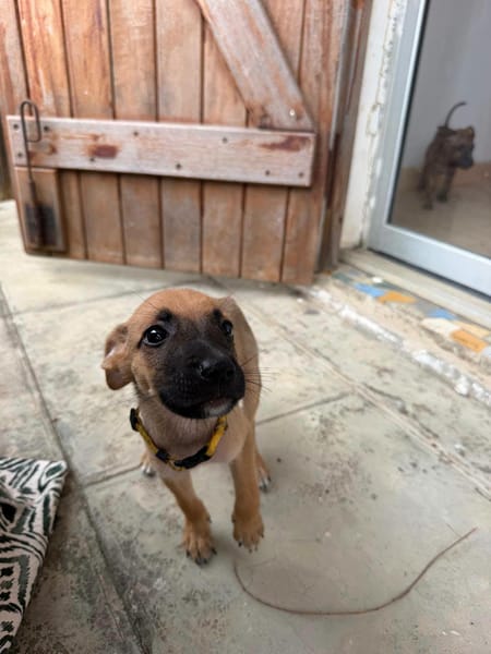 Nao, Mâle, X Berger, né le 15/05/2026 🐶