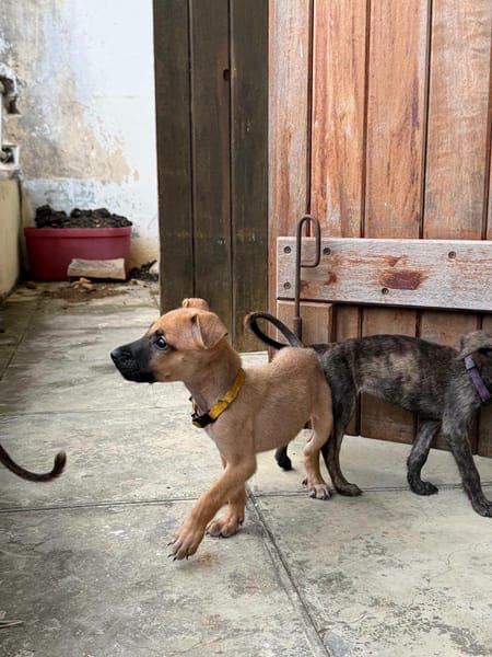 Nao, Mâle, X Berger, né le 15/05/2026 🐶