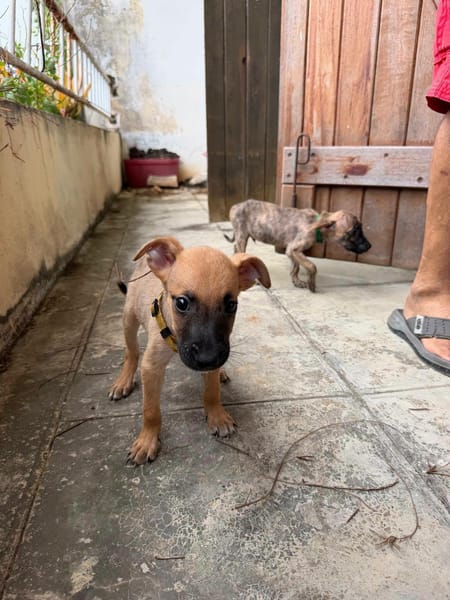 Nao, Mâle, X Berger, né le 15/05/2026 🐶