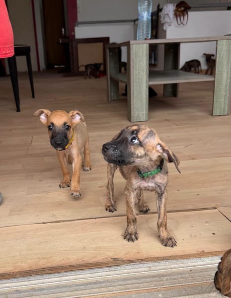 Nao, Mâle, X Berger, né le 15/05/2026 🐶