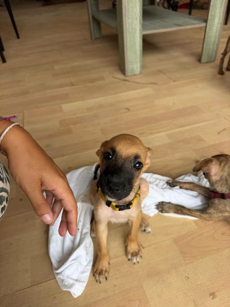 Nao, Mâle, X Berger, né le 15/05/2026 🐶