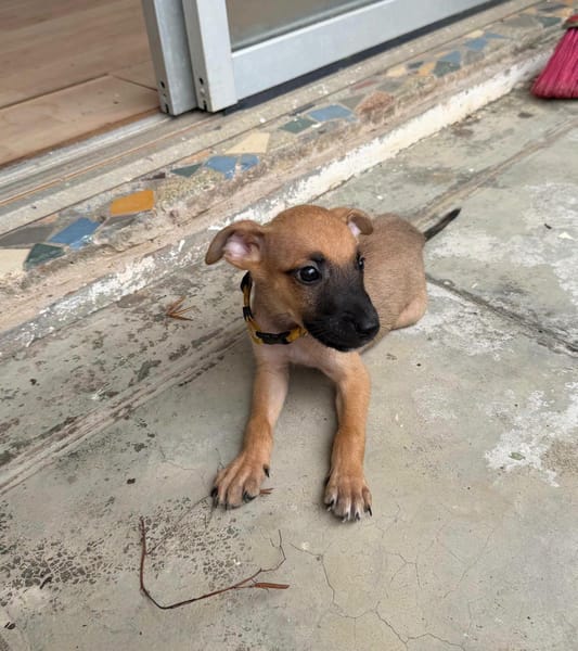 Nao, Mâle, X Berger, né le 15/05/2026 🐶