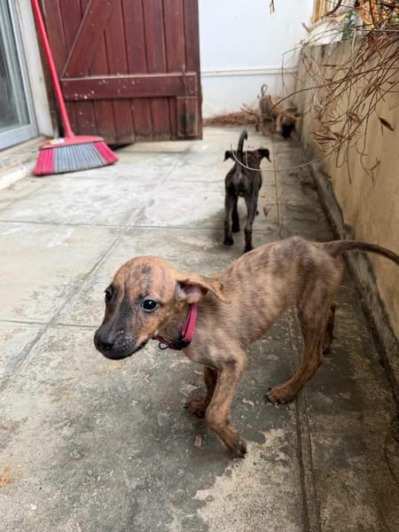 Lexi, Femelle, X Berger, née le 15/05/2026 🐶