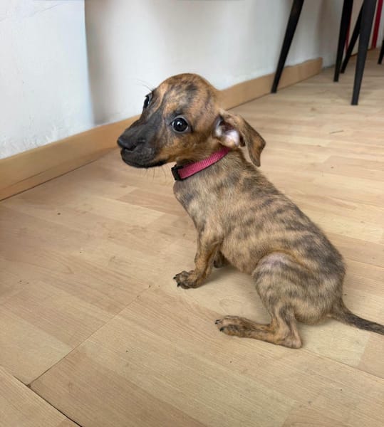 Lexi, Femelle, X Berger, née le 15/05/2026 🐶