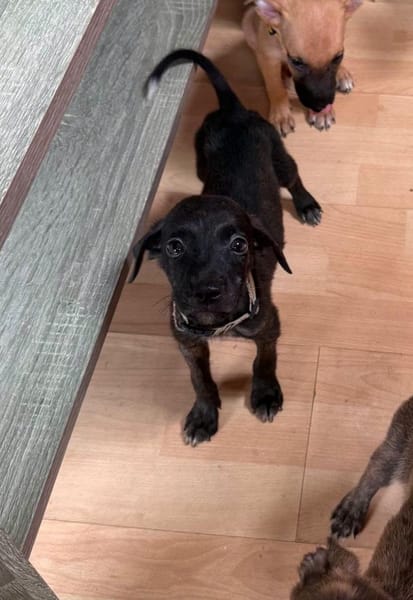 Kumo, Mâle, X Berger, né le 15/05/2026 🐶