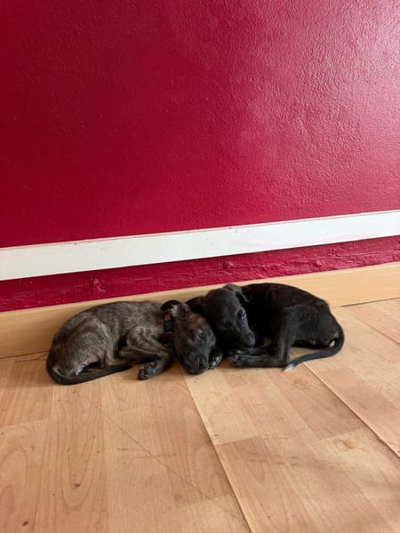 Kumo, Mâle, X Berger, né le 15/05/2026 🐶